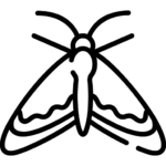 Cum scap de molii textile si molii alimente-Dezinsectie DDD Fix