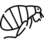 Cum scap de purici-dezinsectie DDD Fix