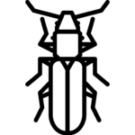 Cum scapam de gargarite - Dezinsectie DDD Fix