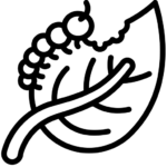 Cum scapam de omizi - Dezinsectie DDD Fix